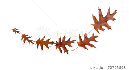 Flying autumn dry brown oak leaves isolated on white. Flying autumn dry brown oak leaves isolated on white. 70795893