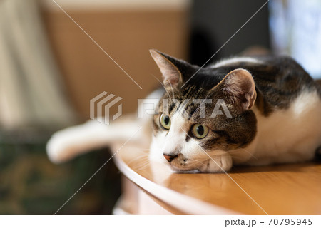 見つめる猫 キジトラ猫 見つめる猫 キジトラ猫 70795945