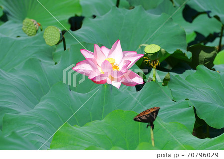 蓮の花 小倉池 嵯峨野 京都市 京都府の写真素材