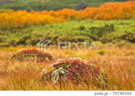 大雪山 旭岳 紅葉 岩の上のチングルマ 70796309