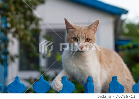A red cat sits before the blue fence. Country house in the background A red cat sits before the blue fence. Country house in the background 70796713