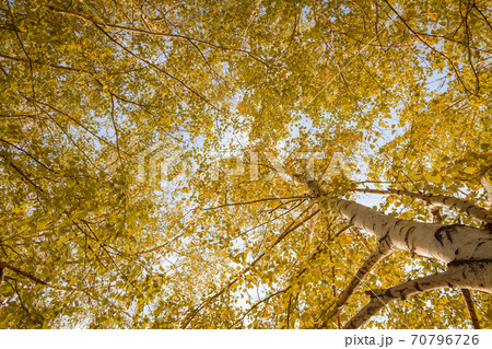 Birch forest view to the sky, autumn nature. Bottom view Birch forest view to the sky, autumn nature. Bottom view 70796726