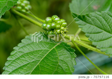 シチヘンゲの実 70797116