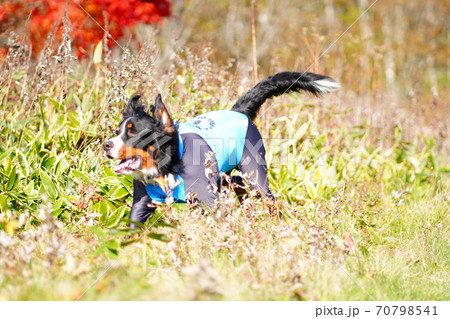 秋の散歩 70798541