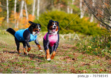 秋の散歩 70798545