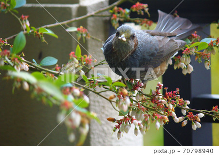 ブルーベリーの花を食べる鵯の正面の写真素材