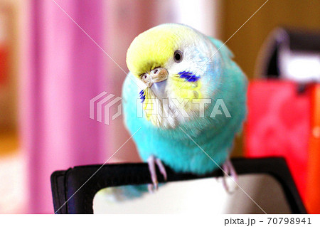鏡の上にとまる水色のセキセイインコの写真素材 [70798941] - PIXTA