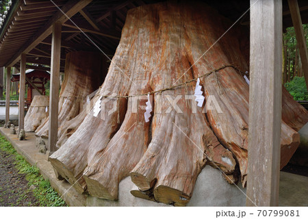 宇奈岐日女神社「御神木の切株」 宇奈岐日女神社「御神木の切株」 70799081
