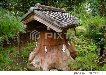宇奈岐日女神社「御神木の切株」 70799083