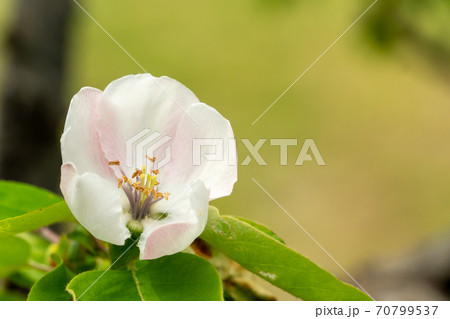 マルメロの花　一輪 70799537