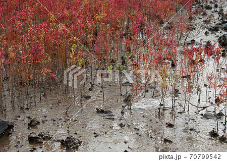 有明海の秋の風物詩 シチメンソウの紅葉 有明海の秋の風物詩 シチメンソウの紅葉 70799542