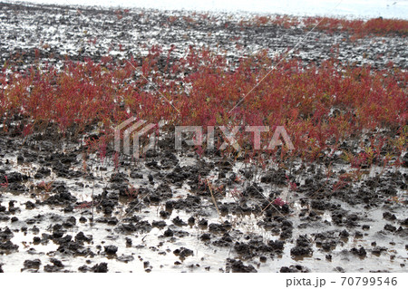 有明海の秋の風物詩　シチメンソウの紅葉 70799546