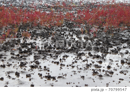 有明海の秋の風物詩　シチメンソウの紅葉 70799547