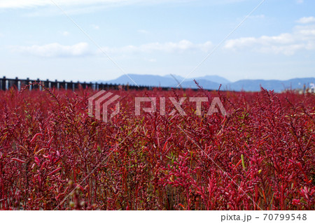 有明海の秋の風物詩　シチメンソウの紅葉 70799548