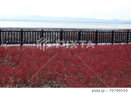 有明海の秋の風物詩　シチメンソウの紅葉 70799550