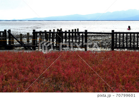 有明海の秋の風物詩　シチメンソウの紅葉 70799601