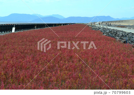 有明海の秋の風物詩　シチメンソウの紅葉 70799603
