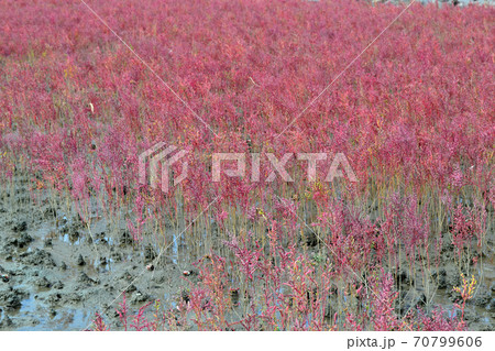 有明海の秋の風物詩　シチメンソウの紅葉 70799606
