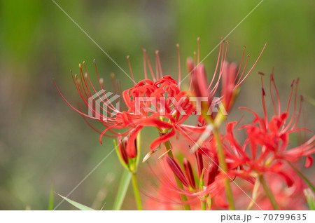 彼岸花（数輪） 70799635