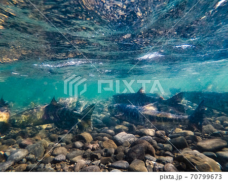 水中撮影・川を上る鮭の姿 / 北海道増毛町 70799673
