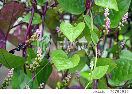 ツルムラサキの花の写真素材