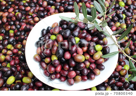 オリーブの実 70800340