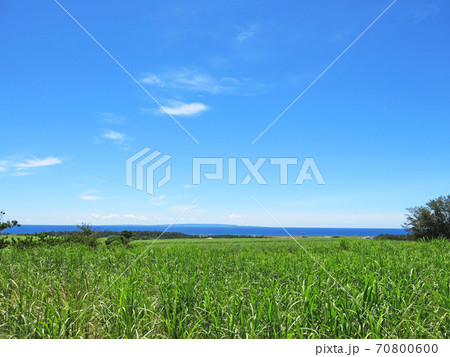 世界遺産 奄美大島のサトウキビ畑と青い空の風景,奄美市, 鹿児島県, 日本 70800600