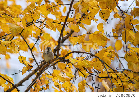 Tit sitting on a tree branch. 70800970