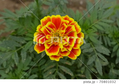 9月に撮影したマンジュギク 70801032