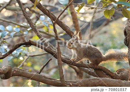 木の上のニホンリス 70801037