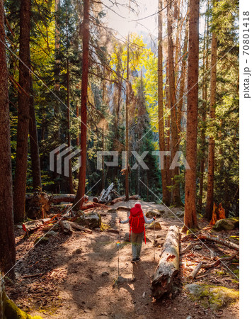 Hiker woman with backpack in the mountain forest. Hiker woman with backpack in the mountain forest. 70801418