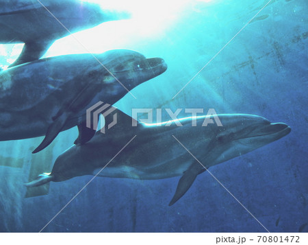 水中で泳ぐイルカの群れの写真素材