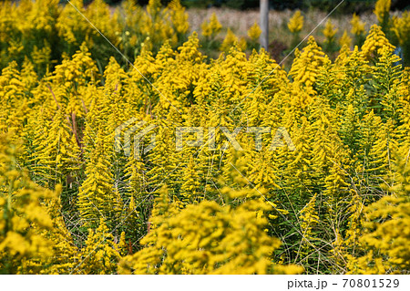 セイタカアワダチソウ（背高泡立草） 70801529