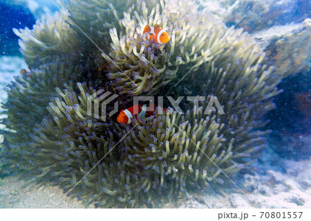 カクレクマノミ　石垣島 70801557