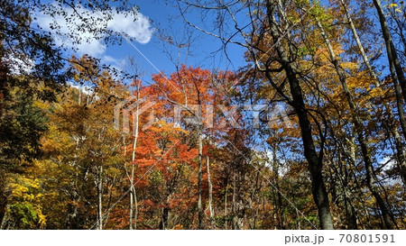 奥鬼怒遊歩道の紅葉2 70801591