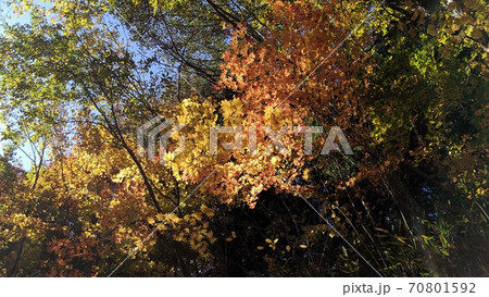 奥鬼怒遊歩道の紅葉3 70801592