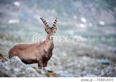 Alpine goat ibex in its natural habitat, high in the rocky mountains Alpine goat ibex in its natural habitat, high in the rocky mountains 70801654