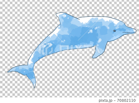 優しいタッチのイルカのイラスト 70802110