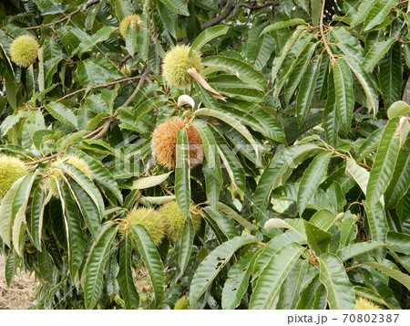 木になった栗 木になった栗 70802387