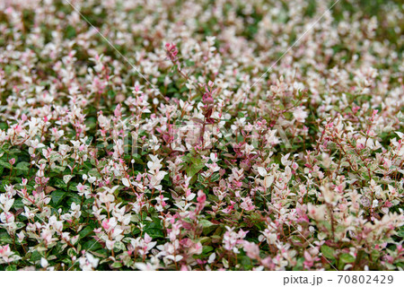 画面いっぱいの小さな白い花 画面いっぱいの小さな白い花 70802429