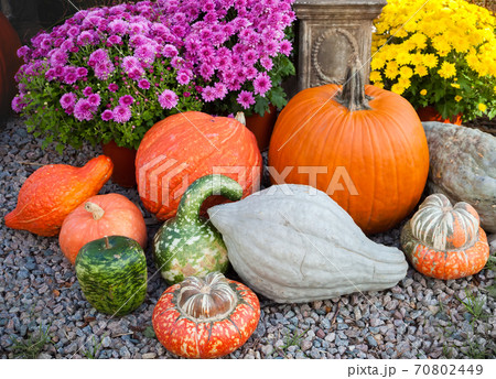 ハロウィン用に飾られたさまざまな種類のカボチャと菊の花の写真素材