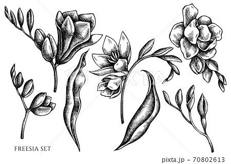 Vector set of hand drawn black and white freesia 70802613
