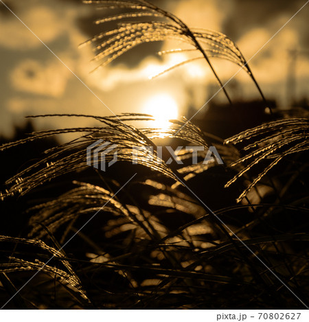 秋の夕景に照らされるススキ 70802627