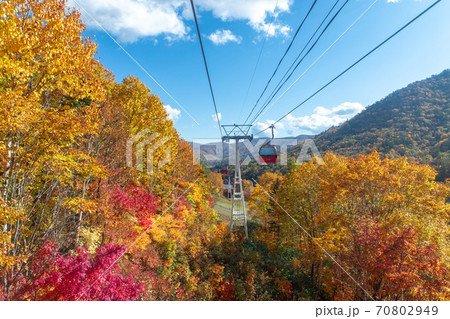 北海道 札幌国際スキー場の紅葉 北海道 札幌国際スキー場の紅葉 70802949