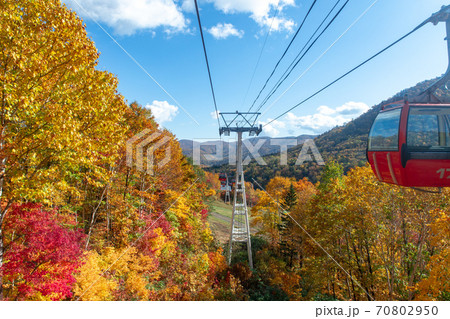 北海道 札幌国際スキー場の紅葉 北海道 札幌国際スキー場の紅葉 70802950
