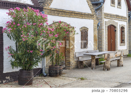 cellar lane in Hajos, Kalocsa County, Southern Great Plain Region, Hungary 70803296