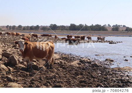 A brown and curious cow in a herd of cows in a water reservoir at the West Junction in the Golan Heights Israel 70804276