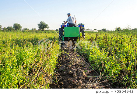 Potatoes lying on the soil on background of a digger tractor. The process of digging a crop of potatoes to the surface for further harvest. Farming and farmland. Fresh organic vegetables 70804943