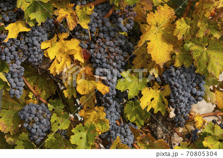 Unharvested grapes, autumn, Campo de Borja, Spain 70805304