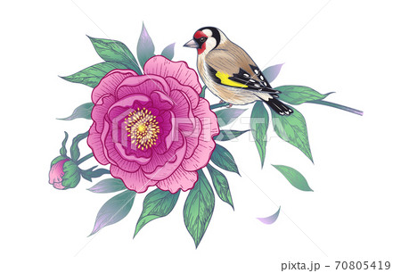 Hand Drawn Goldfinch Sitting on Peony Branch 70805419